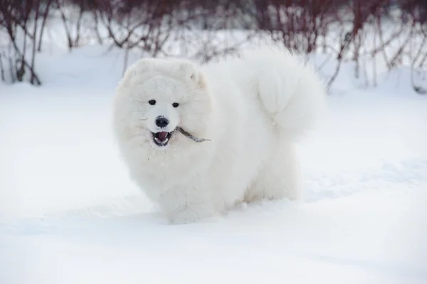 Cane Samoyed Miracolo Bianco Come Neve Nord — Foto Stock