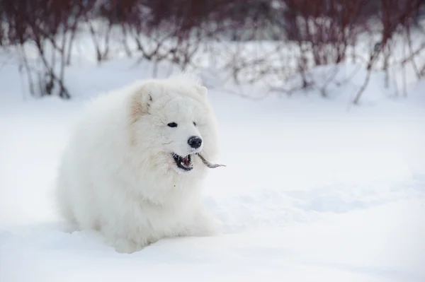 Cão Samoyed Milagre Neve Branco Norte — Fotografia de Stock