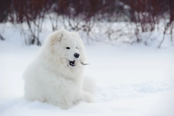 Samoyed σκυλί — Φωτογραφία Αρχείου