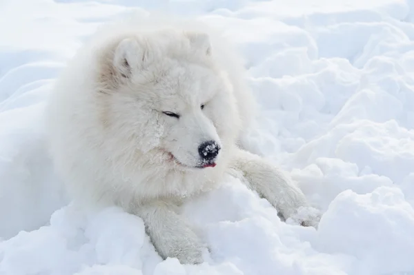 萨摩狗 雪白奇迹的北 — 图库照片