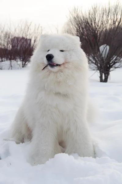 Samojeed Hond Sneeuwwitte Wonder Van Noord — Stockfoto