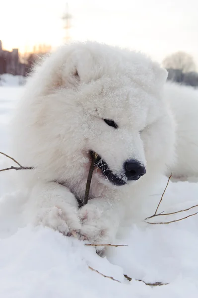 Samoyed Собака Білосніжний Чудо Півночі — стокове фото