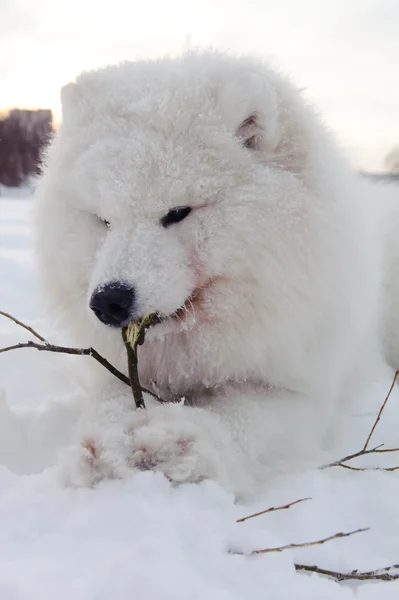 Samoyed Dog Schneeweißes Wunder Des Nordens — Stockfoto