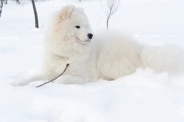 萨摩狗 雪白奇迹的北 — 图库照片