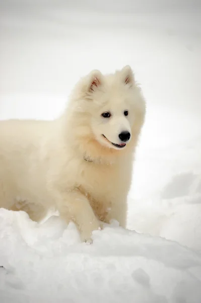 Samoyed puppy — Stock Photo, Image