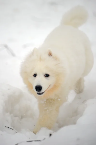 Beş aylık köpek yavrusu — Stok fotoğraf