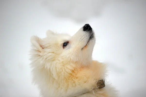 Beş aylık köpek yavrusu — Stok fotoğraf