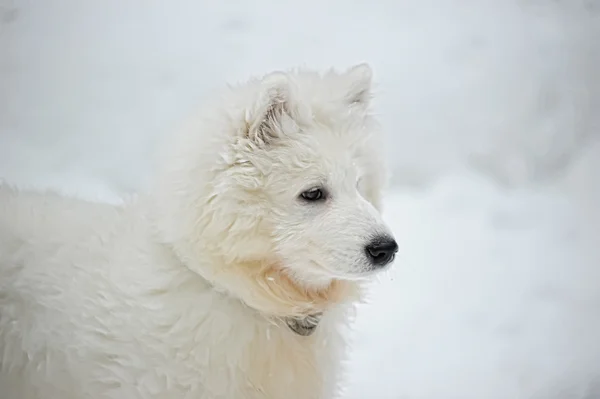 Five Month Puppy Samoyed — Stock Photo, Image