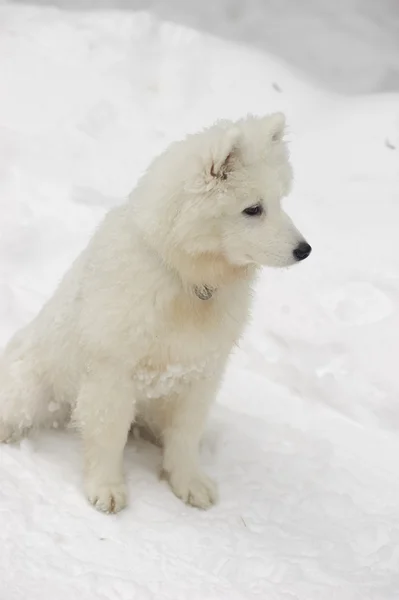 Samojed Psa Sněhobílý Zázrak Severní — Stock fotografie