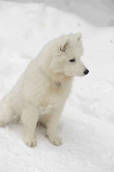 Samoyedo Perro Blanco Como Nieve Milagro Del Norte —  Fotos de Stock