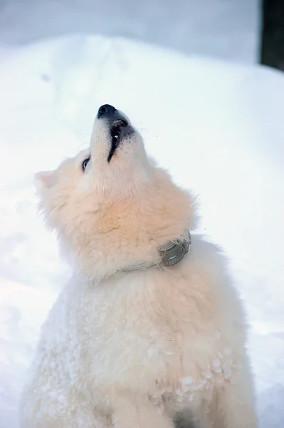 Cão Samoyed Milagre Neve Branco Norte — Fotografia de Stock