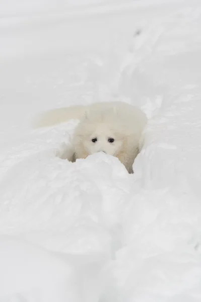 Five Month Puppy Samoyed — Stock Photo, Image