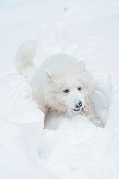 五个月的小狗萨摩耶 — 图库照片