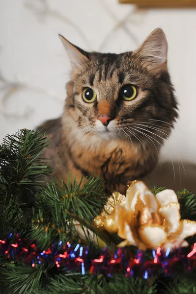 Eine Maine Coon Katze Weihnachtsbaum — Stockfoto