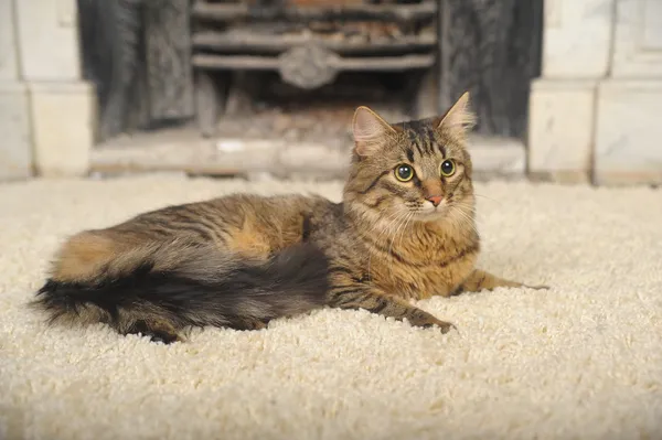 stock image Maine Coon lying on the carpet