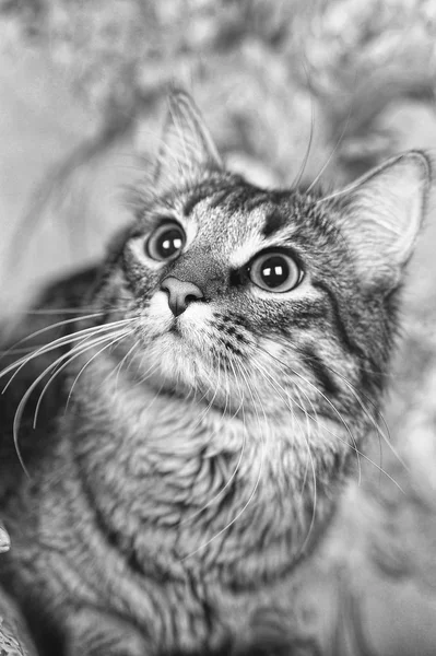 Jovem Maine Coon Gato — Fotografia de Stock