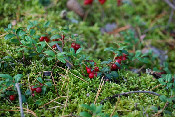 stock image Cowberry