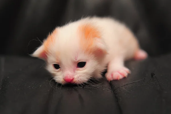 Bedårande lilla kattunge — Stockfoto