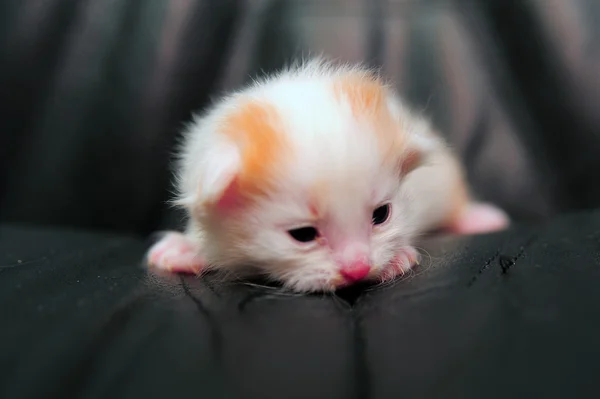 Cute Baby Kitten Weeks Old — Stock Photo, Image