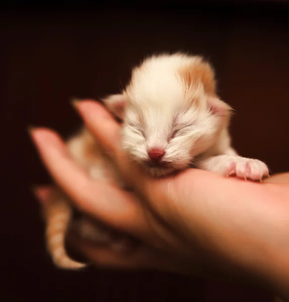 Kitten Een Hand — Stockfoto