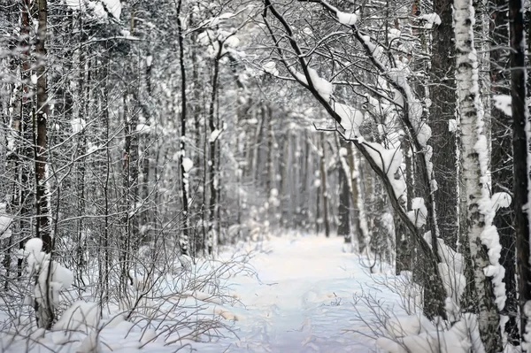 Floresta Inverno — Fotografia de Stock