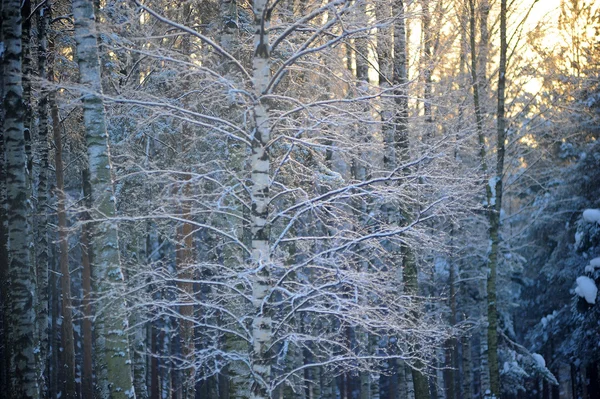 stock image Winter forest