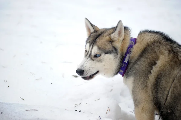 허스키 강아지 — 스톡 사진