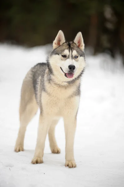 Husky pes — Stock fotografie