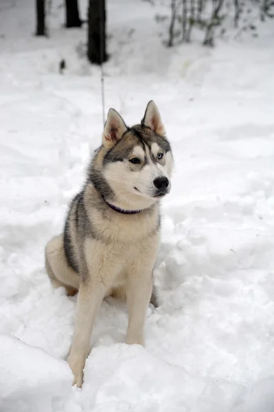 Сибірський хаски їзда собака — стокове фото