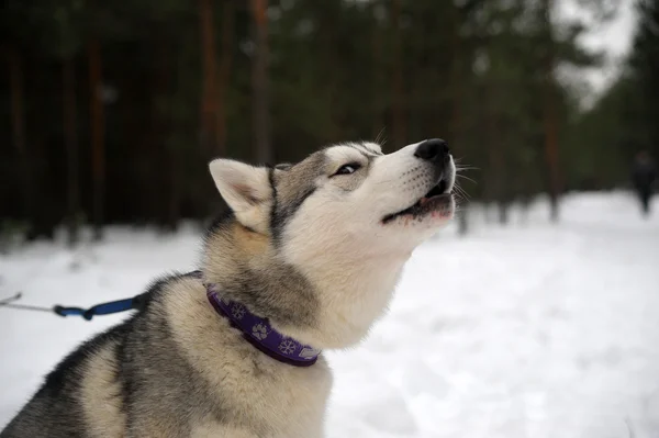 Σιβηρικό Γεροδεμένο Σκυλί Ιππασίας Χειμώνα — Φωτογραφία Αρχείου