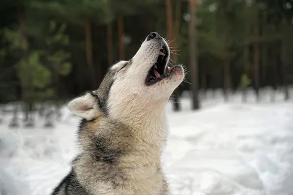 Sibirischer Husky-Reithund — Stockfoto