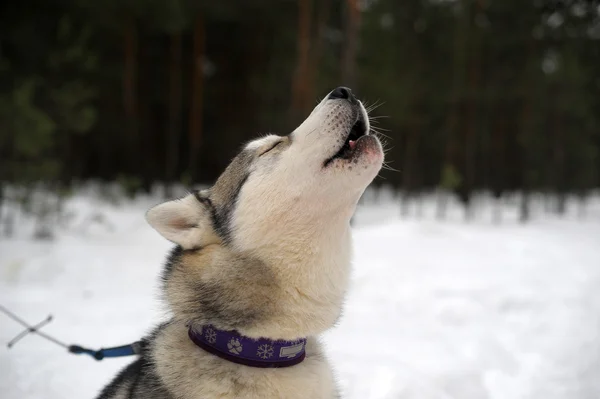 Σιβηρικό Γεροδεμένο Σκυλί Ιππασίας Χειμώνα — Φωτογραφία Αρχείου