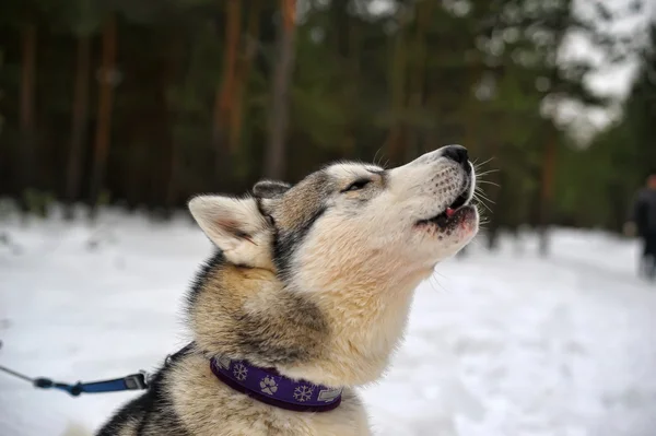 Szibériai husky lovaglás kutya — Stock Fotó
