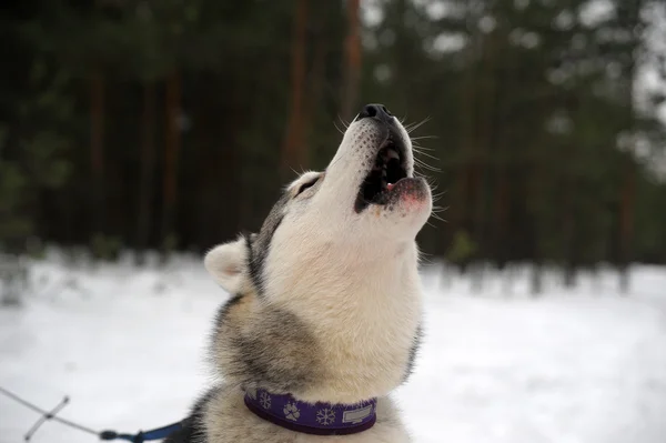 Jezdecké pes sibiřský husky — Stock fotografie