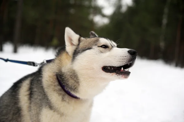 Siberische Husky Hond Van Het Rijden Winter — Stockfoto