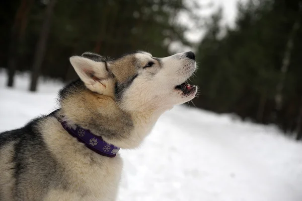 Szibériai husky lovaglás kutya — Stock Fotó