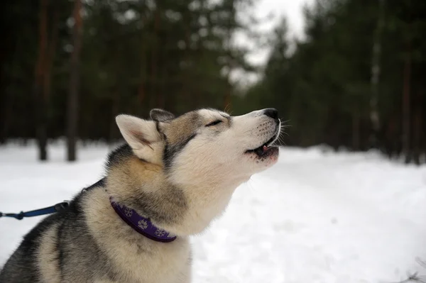 Siberische Husky Hond Van Het Rijden Winter — Stockfoto