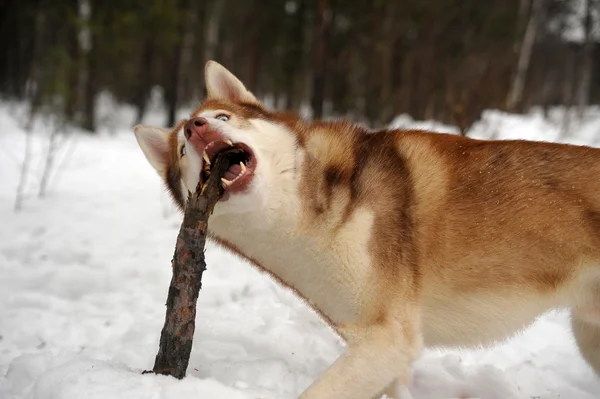 Husky Siberiano — Foto Stock