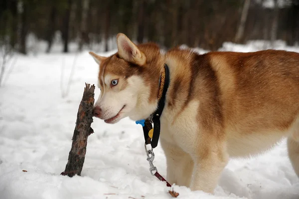 Σιβηρία Σκύλος Χάσκεϋ — Φωτογραφία Αρχείου