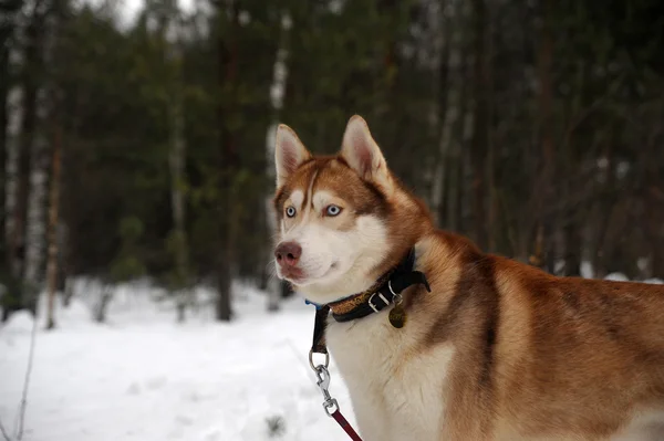Σιβηρία Σκύλος Χάσκεϋ — Φωτογραφία Αρχείου