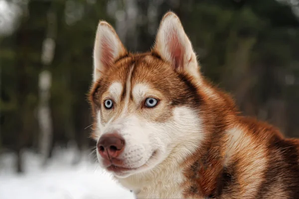 Εικόνα Ενός Κεφαλιού Σιβηρία Σκύλος Χάσκεϋ — Φωτογραφία Αρχείου