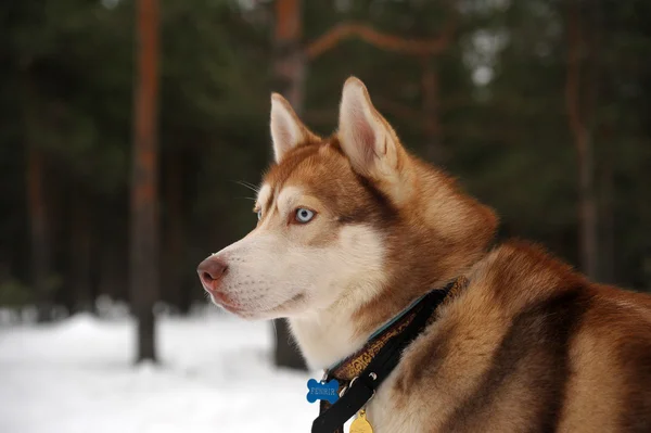 西伯利亚雪橇犬头的图片 — 图库照片