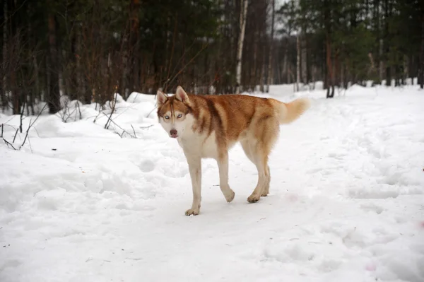 Bild Siberian Husky Huvud — Stockfoto
