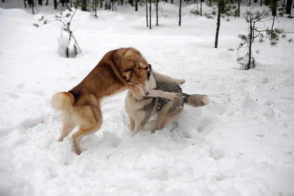 Dos Huskies. — Foto de Stock