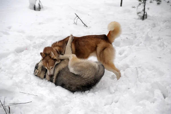2 頭のハスキー犬 — ストック写真