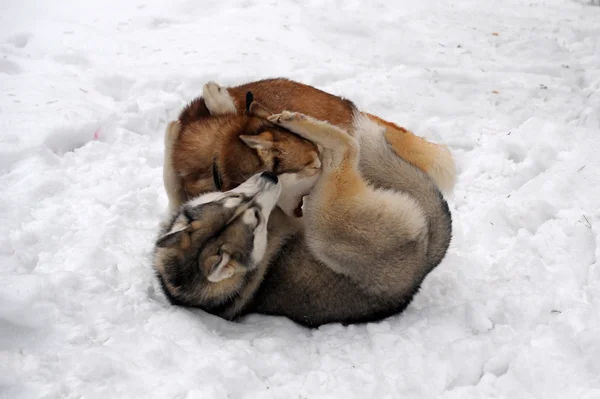 Dois huskies — Fotografia de Stock