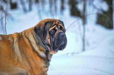 English mastiff in winter against snow-covered forest clipart