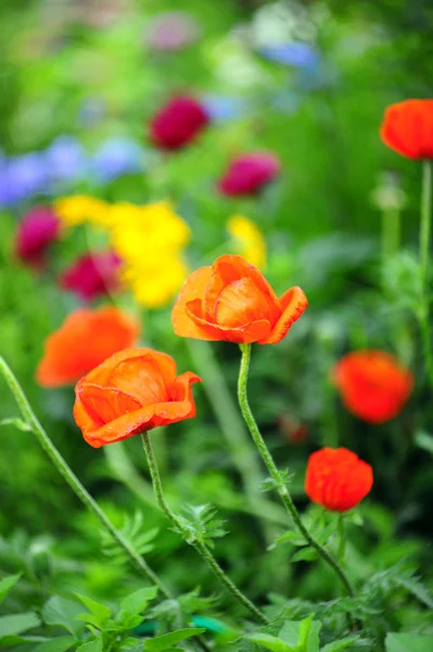 stock image Red poppies