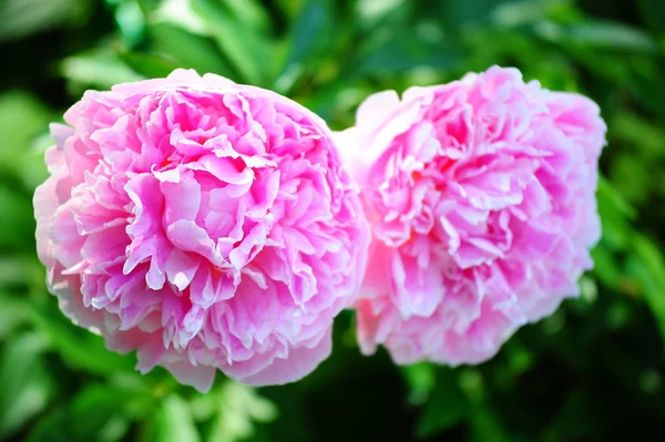 stock image Large flowering double peonies against their rich dark green foliage.