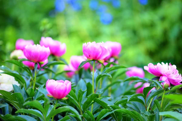 stock image Pink peonies